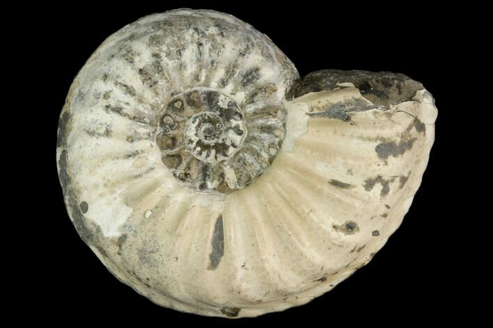 Ammonite (Pleuroceras) Fossil - Germany #125410